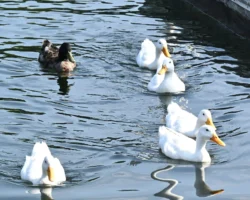 AnnaPointJuly4th-214